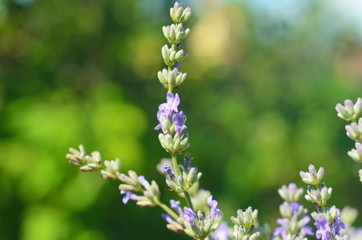 Lavender flower close up in a field in Provence France against a blue sky background.