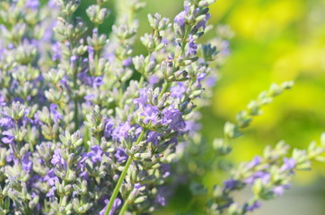 Lavender flower close up in a field in Provence France against a blue sky background.