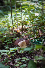 boletus mushroom with yellow leaf in woods