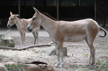 Obraz premium asiatic wild ass in a prairie