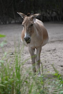 Asiatic Wild Ass