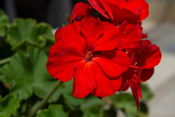 Flores rojas de geranio en el jardín