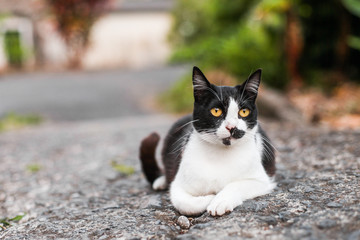 A black and white cat laying on the ground in a park, outdoors