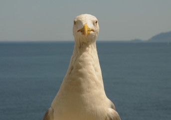 Primer plano de una gaviota mirando de frente a la cámara