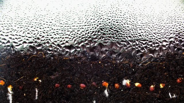 Seed germination from soil timelapse side view. Small shoots of plant take root and come out of ground. Home greenhouse for sprouting organic greens. Seedlings of microgreen germinate behind glass.