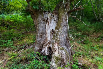old tree in the forest