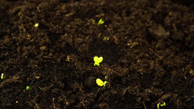 Green sprouts break through soil macro timelapse. Small shoots of plant come out of ground. Home greenhouse for sprouting organic greens. Seedlings of microgreen fast germinate rise through soil layer