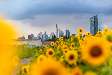Sonnenblumenfeld in Frankfurt-Oberrad mit Skyline im Hintergrund - obrazy, fototapety, plakaty