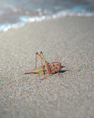 grasshopper on the sand