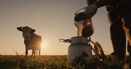 Farmer pours milk into can at sunset, in the background of a meadow with a cow - obrazy, fototapety, plakaty
