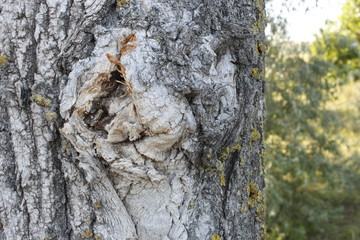 Bark of tree