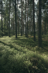 Fototapeta na wymiar Pine woods in summer. Green grass