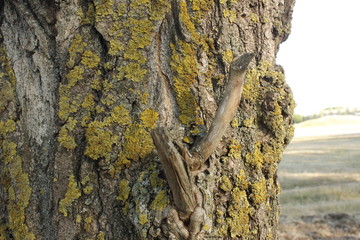 Bark of tree texture