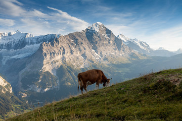 Fototapeta na wymiar Cattle on a mountain pasture. Colorful morning view of Bernese Oberland Alps, Grindelwald village location. Schreckhorn summit in the morning sun. Switzerland, Europe. Beautiful landscape in summer.