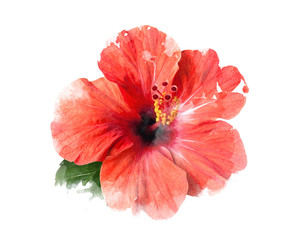 Watercolor drawing of bright red hibiscus flower isolated