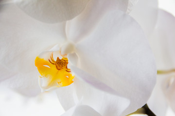 Kwiat białej orchidei z żółtymi elementami - obrazy, fototapety, plakaty