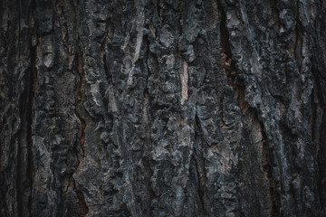 tree bark texture2