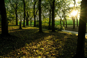 夕暮れの西日を受ける公園の森