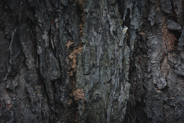 bark of a tree2