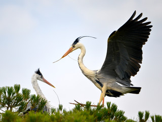 Grey heron (Ardea cinerea) arriving at the top of a tree with a sprig in the beak in the Camargue is a natural region located south of Arles, France, 
