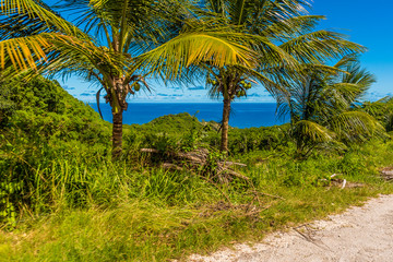Obraz na płótnie Canvas Palm trees on the cliff above the beach at Bathsheba on the Atlantic coast of Barbados