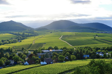 Fototapeta na wymiar Vineyard near Ilbesheim in the Pfalz, Germany