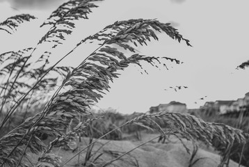 North Carolina Beach