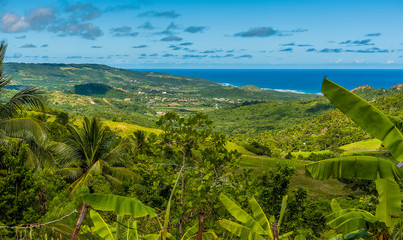 A view across palm foliage towards the Atlantic coast of Barbados