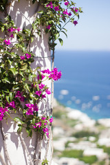 Decorated columns covered with flowers on top of Ana Capri