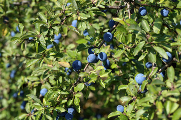 Blue berries of blackthorn ripen on bushes