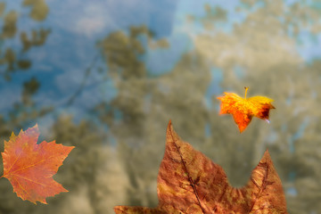 autumn leaves in water
