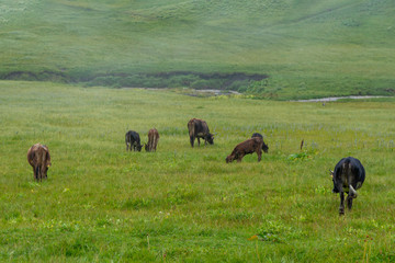 Lots of cows in a mountain green pasture
