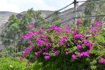 Brightly colored Peruvian flowers - Sacred Valley - Wayra Urubamba 25