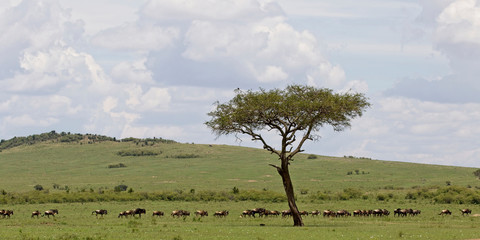 A herd of Blue Wildebeest, Brindled Gnu, (Connochaetes taurinus), Maasai Mara, Kenya.