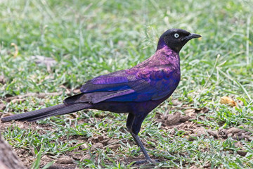 Ruppel's Starling (Lamprotornis purpuropterus) on the ground, Maasai Mara, Kenya.