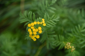 Tanacetum vulgare