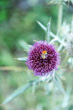 Cirsium eriophorum (Cardo lanudo) 