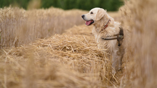 Golden Retriever Dog In A Grain Field