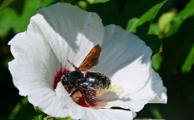 holzbiene voll pollen im Hibiscus