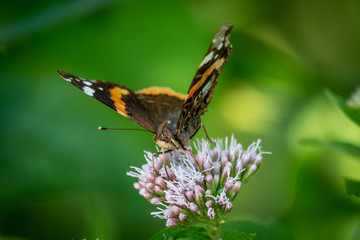 a close-up of a butterfly collecting nectar