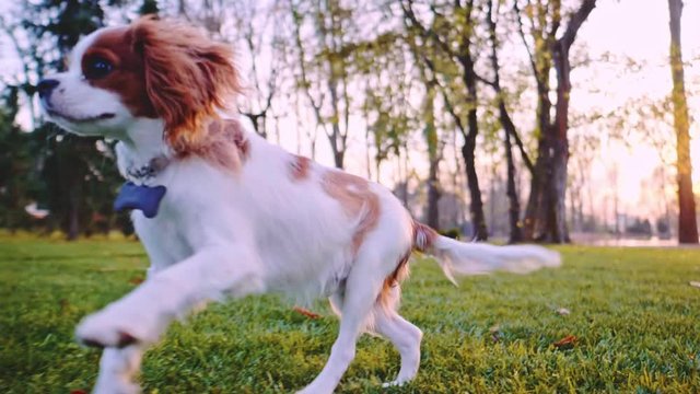Happy Cute Puppy Running In The Park. SLOW MOTION, STABILIZED, DYNAMIC. Cavalier King Charles Spaniel baby dog enjoying sunny sunset outdoors, running and playing. Cinematic autumn aesthetics.