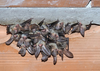 Group , colony, nursey of Brown long-eared bat (Plecotus auritus)