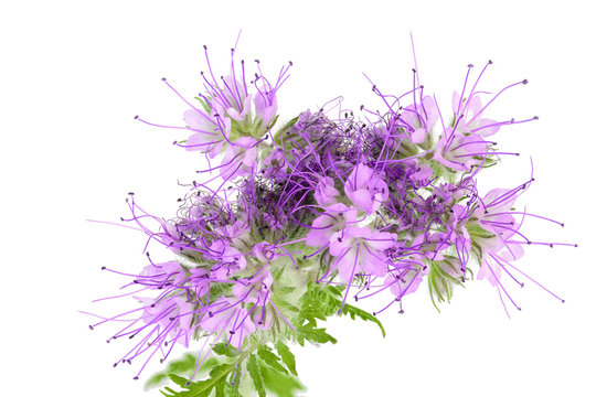 Phacelia flower isolated on white background with full depth of field. Top view. Flat lay
