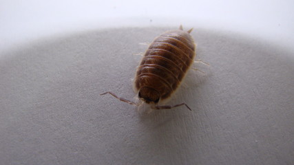 Woodlouse , wood louse , woodlice , wood lice, slater on on white background . close up of insect closeup insect, animals, animal, bugs, bug, wildlife, wild nature, forest, woods, garden, park, house