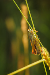 Grasshopper on grass in the summer