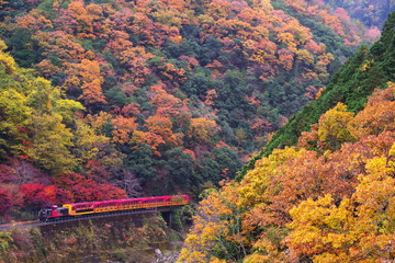 秋の京都・保津峡の紅葉とトロッコ列車