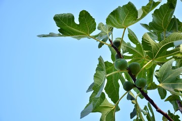 Fototapeta na wymiar Higos maduros en las ramas de una higuera, Ficus carica