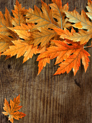 Obraz premium red autumn maple leaves on an old wooden board background