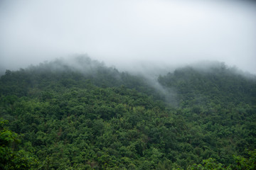 dark green forest mountain with mist above stock photo