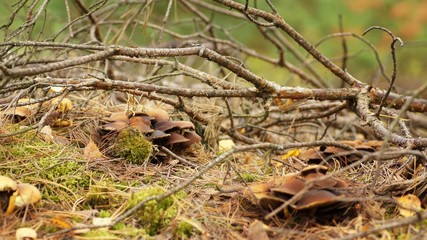 October in the forest, autumn mushrooms hidden under pine branch